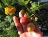 Close-up on the strawberries!